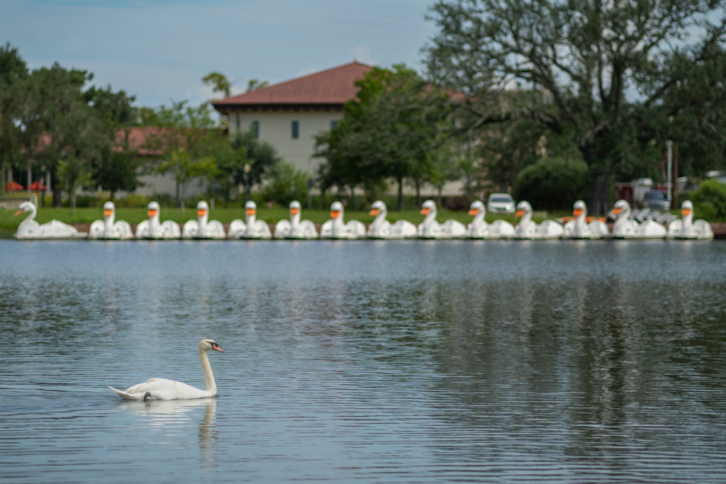 Lake with swan boats