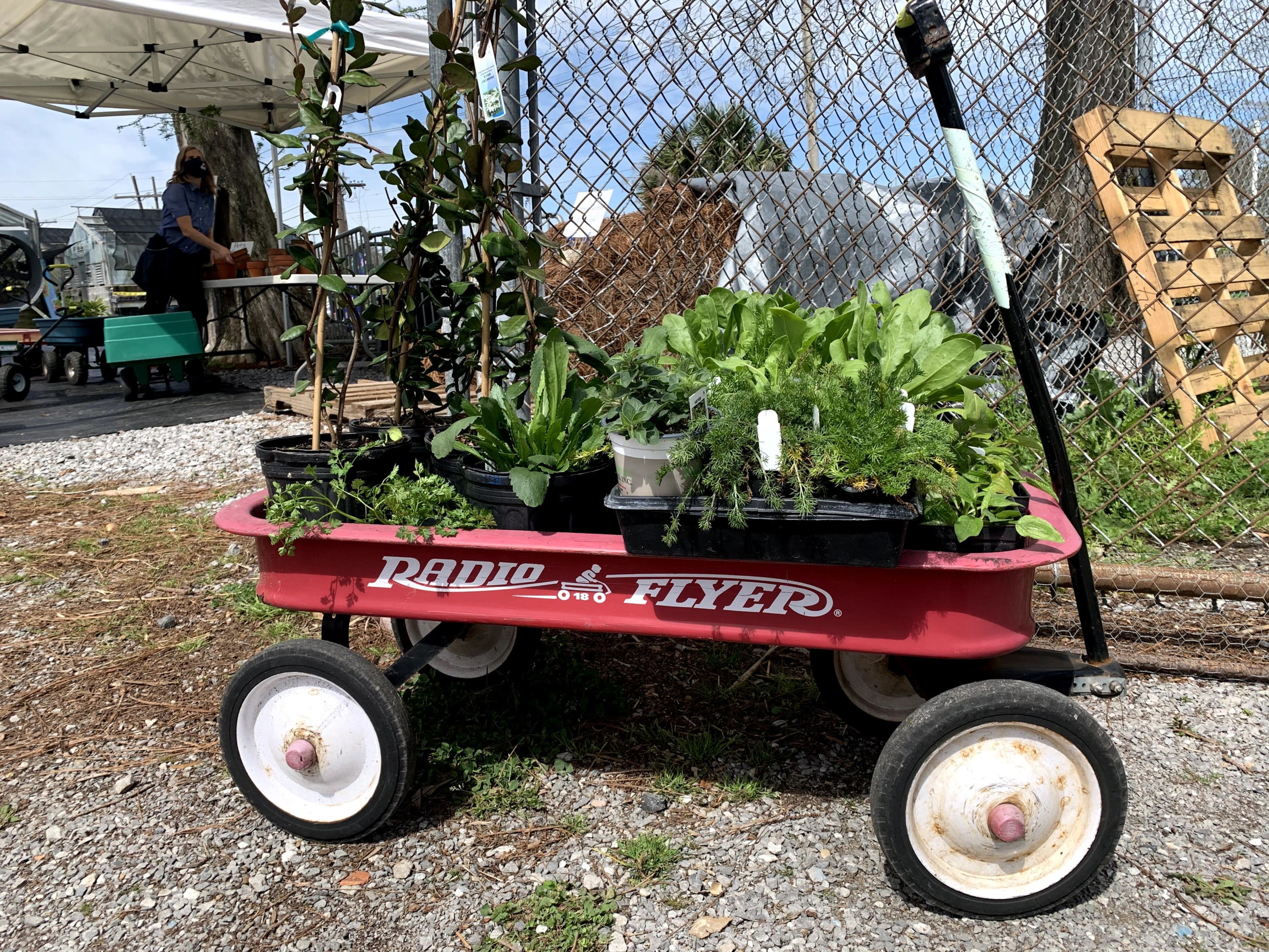 Pelican Greenhouse, New Orleans City Park: Plant Sale